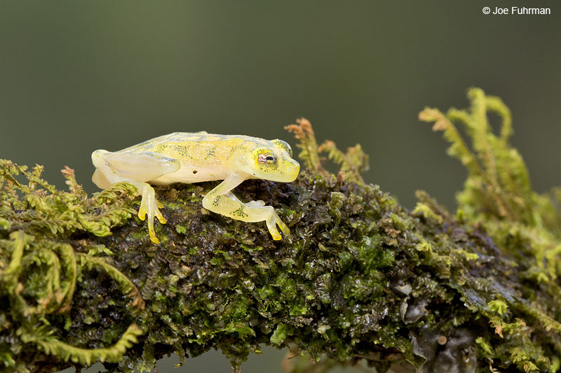 Reticulated_Glass_Frog_16A4672