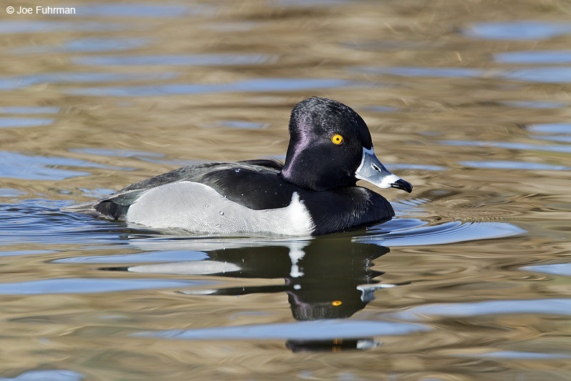 Ring-necked Duck-male San Diego Co., CA Feb. 2011