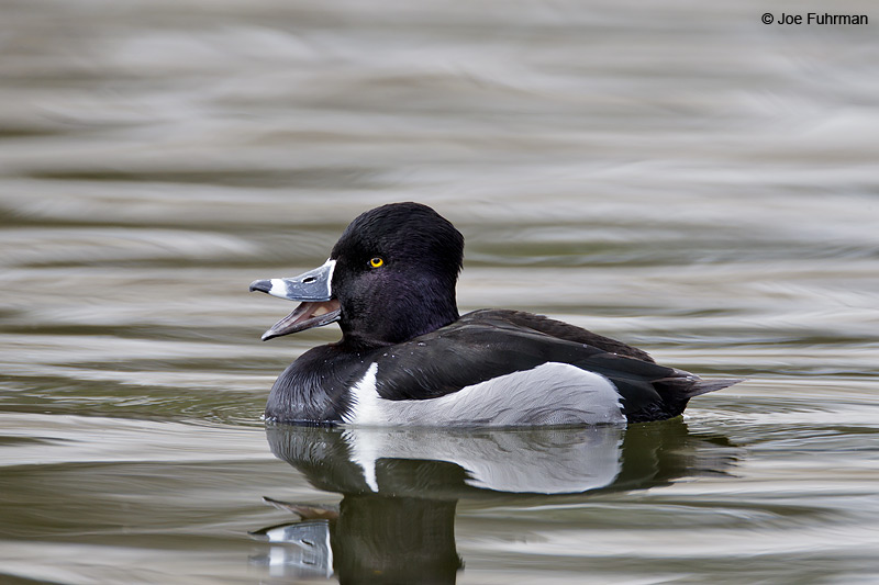Ring-necked Duck Clark Co., NV Feb. 2011