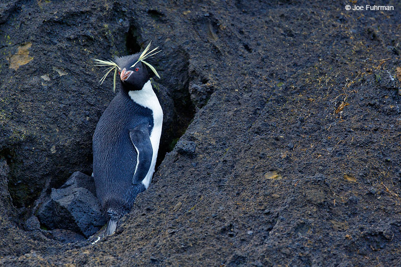 Rockhopper PenguinThe Antipodes, New Zealand   Nov. 2014