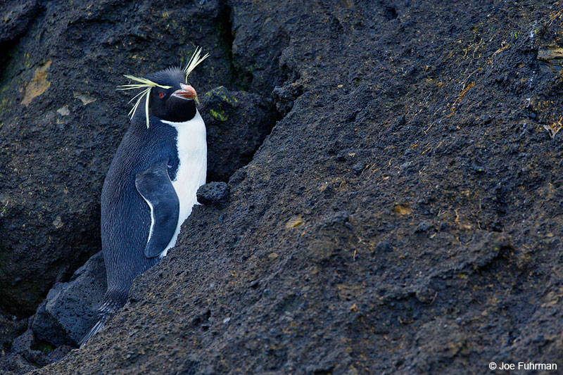 Rockhopper Penguin The Antipodes, New Zealand   Nov. 2014