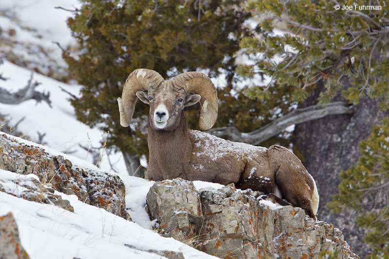 Rocky Mountain Bighorn Sheep Yellowstone N.P., WY   February 2010