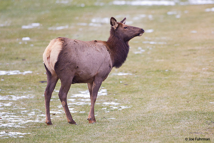 Rocky Mountain Elk Estes Park, CO Nov. 2011