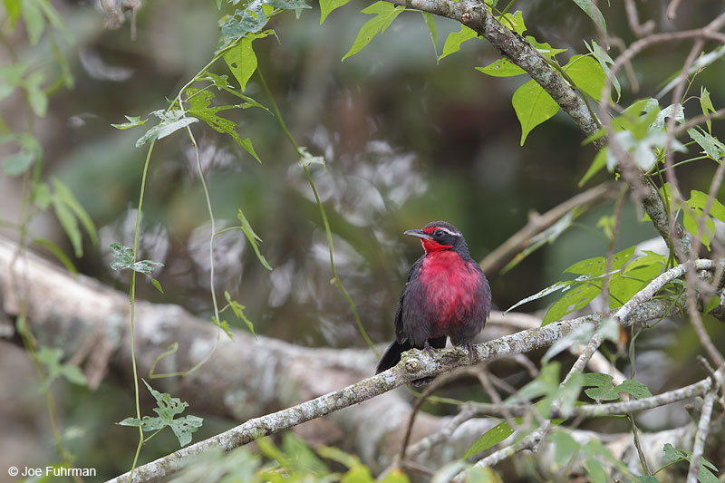 Rosy Thrush-Tanager El Tuito, Jal., Mexico   March 2013