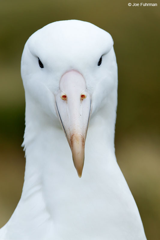 Royal Albatross (Southern)Campbell Island, New Zealand Nov. 2014
