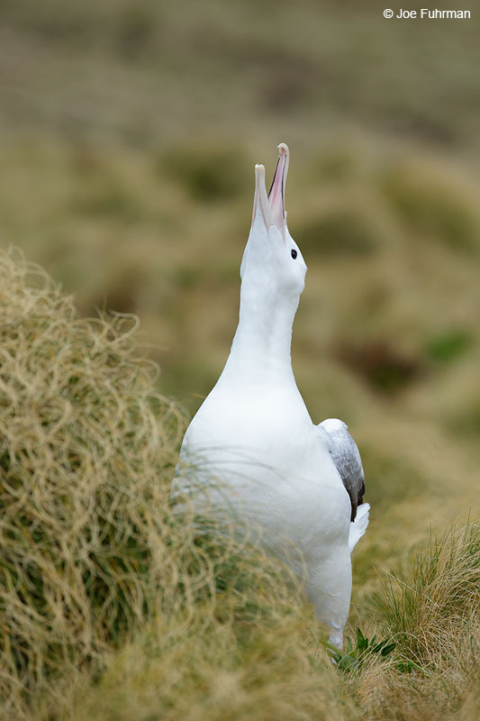 Royal Albatross (Southern) Campbell Island, New Zealand Nov. 2014