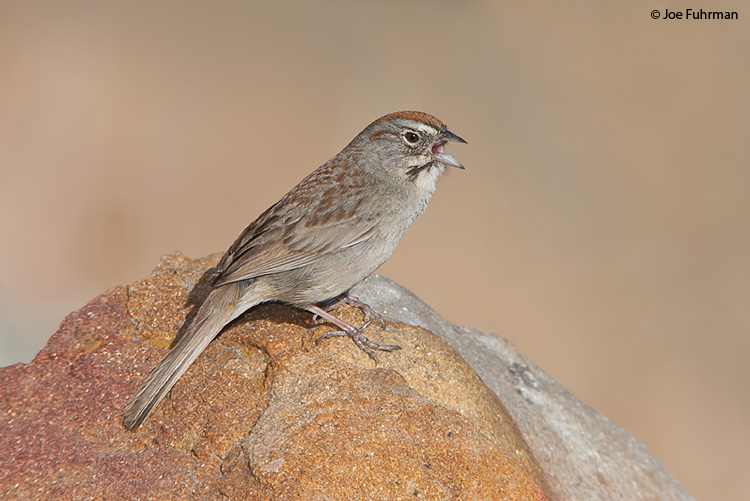 Rufous-crowned Sparrow Riverside Co., CA June 2007
