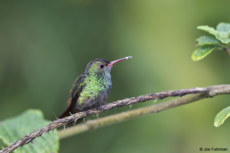 Rufous-tailed Hummingbird Catarate del Toro, Costa Rica Jan. 2014