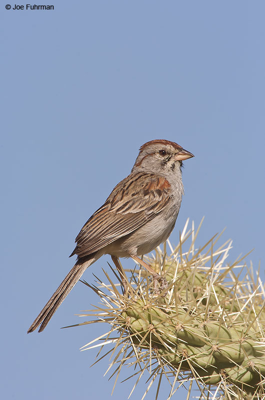 Rufous-winged Sparrow Pima Co., AZ   May 2004