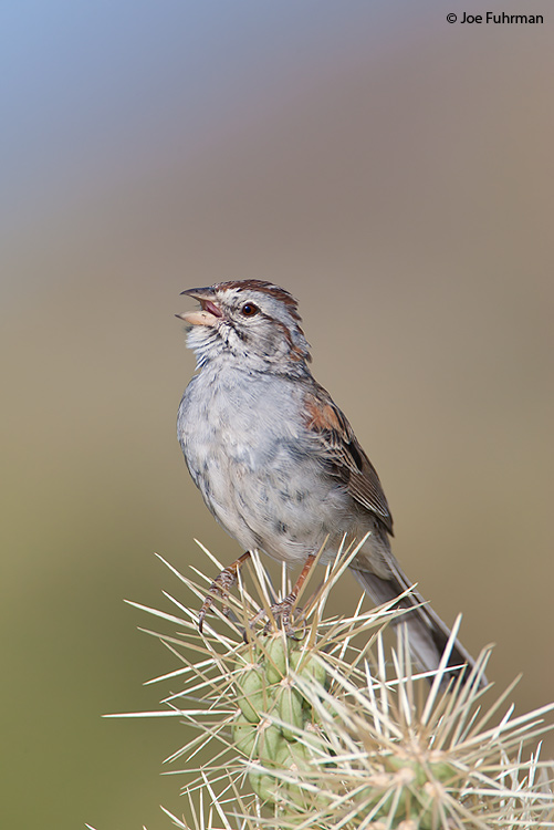 Rufous-winged Sparrow Pima Co., AZ   May 2006