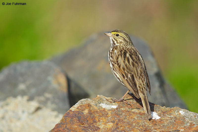Savannah Sparrow (Belding's)San Diego Co., CA March 2015