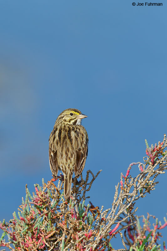 Savannah Sparrow (Belding's) San Diego Co., CA March 2015
