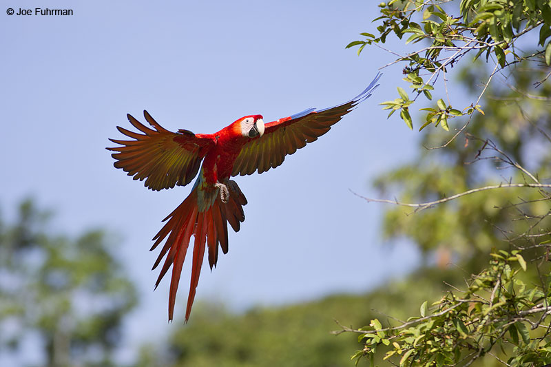 Scarlet Macaw Laguna del Lagarto Lodge, Costa Rica   Jan. 2014
