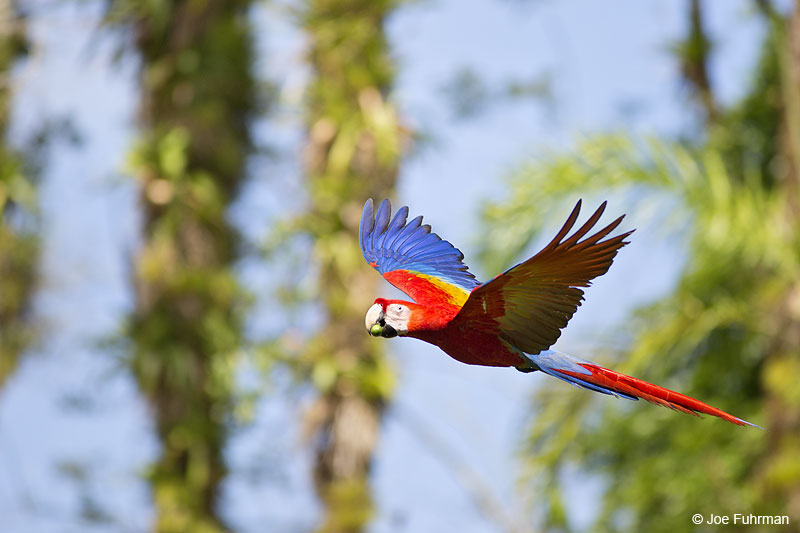 Scarlet Macaw Costa Rica   Jan. 2014