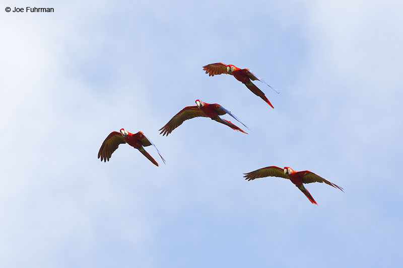 Scarlet Macaw Costa Rica   Jan. 2014