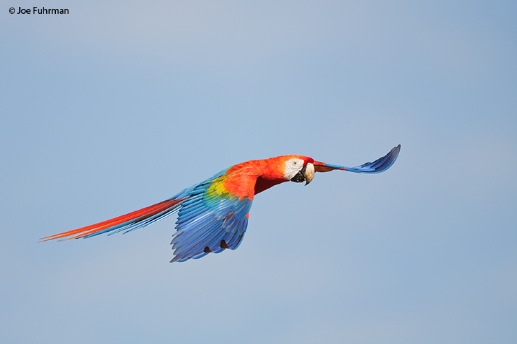 Scarlet Macaw Hato Pinero, Venezuela   February 2009