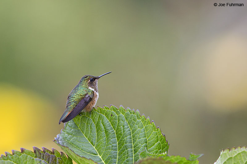 Scintillant Hummingbird Parque Nacional Los Quetzales, Costa Rica   Jan. 2014