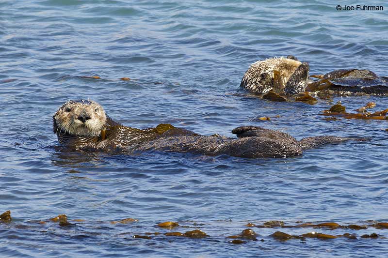 Sea Otter San Luis Obispo Co., CA Sept. 2010