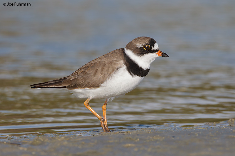 Semipalmated Plover Lee Co., FL April 2011