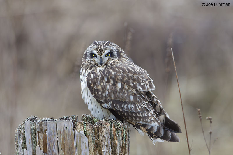 Short-eared Owl Ladner, B.C., Canada Feb. 2013