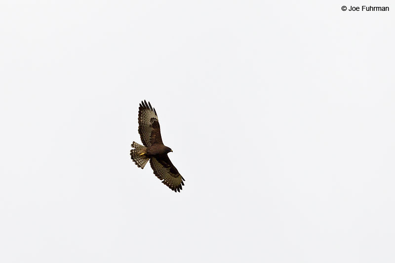Short-tailed Hawk El Tuito, Jal., Mexico March 2013