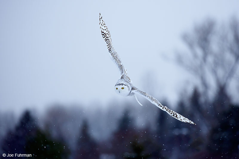 Snowy OwlRudyard, MI Jan. 2016