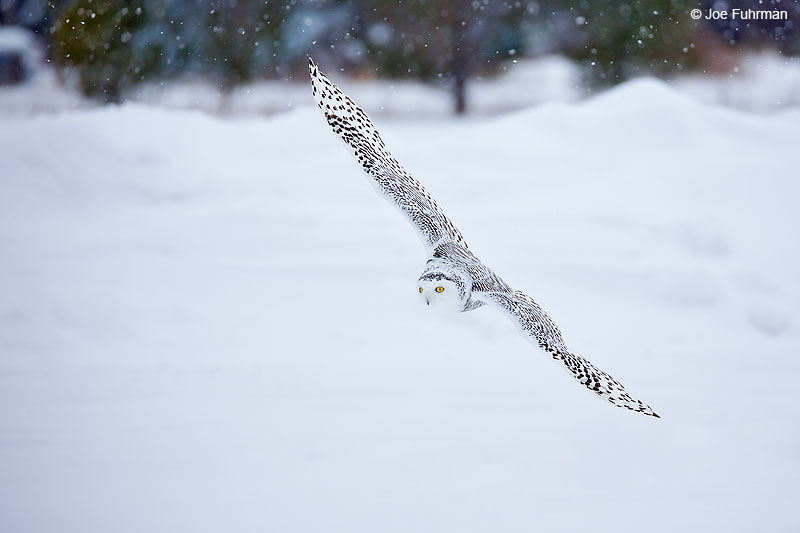 Snowy OwlRudyard, MI Jan. 2016