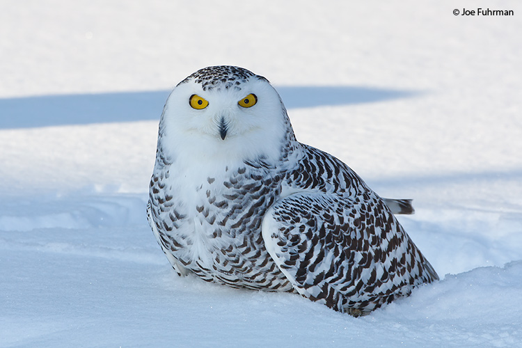 Snowy Owl female Ontario, Canada February 2009