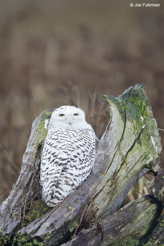 Snowy Owl Boundary Bay-Delta, B.C., Canada Feb. 2013