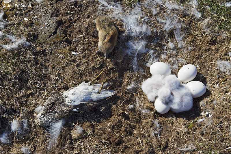 Snowy Owl nest with prey: Lemming & Pectoral Sandpiper Barrow, AK June 2012