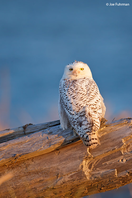 Snowy Owl Grays Harbor Co., WA Dec. 2011