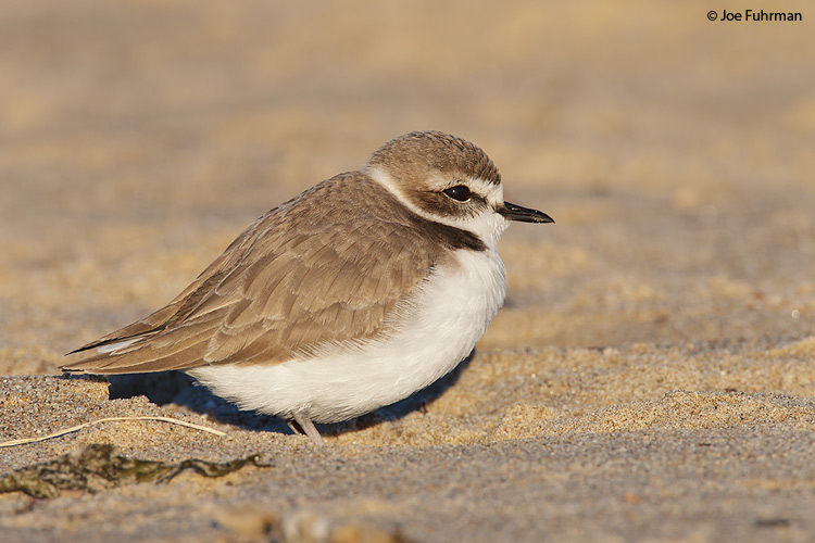 Snowy Plover L.A. Co., CA Jan. 2011