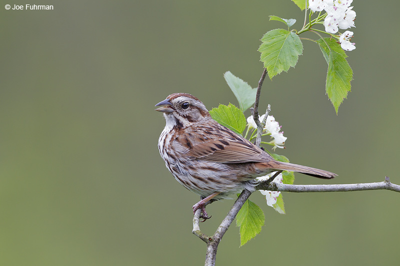 Song Sparrow Cattaraugus Co., NY    May 2012