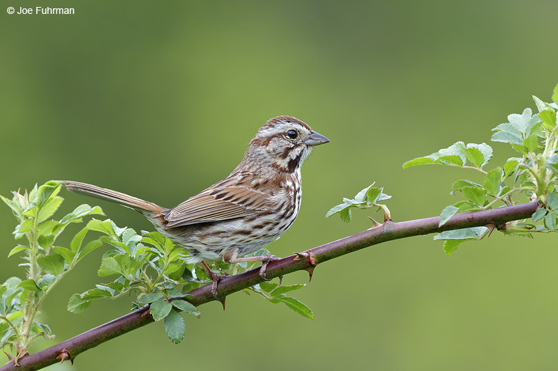 Song Sparrow Cattaraugus Co., NY    May 2012