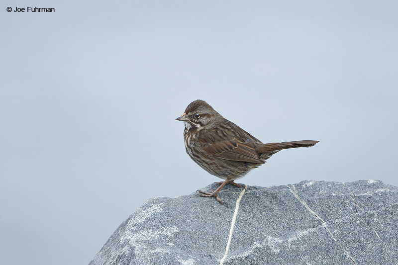 Song Sparrow Homer, AK   March 2011