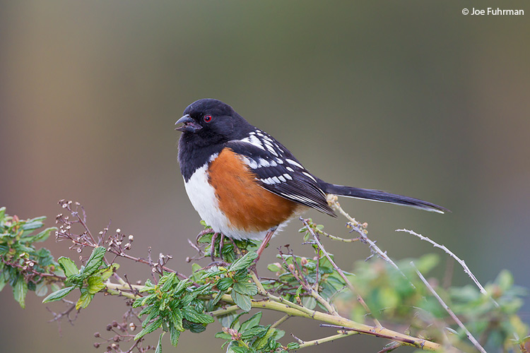 Spotted Towhee L.A., CA   Feb. 2011