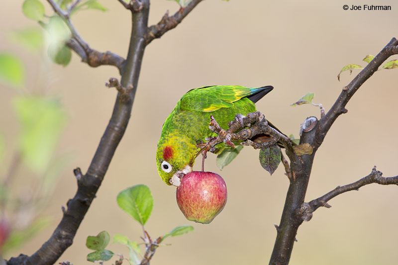 Sulphur-winged Parakeet Parque Nacional Los Quetzales, Costa Rica   Jan. 2014