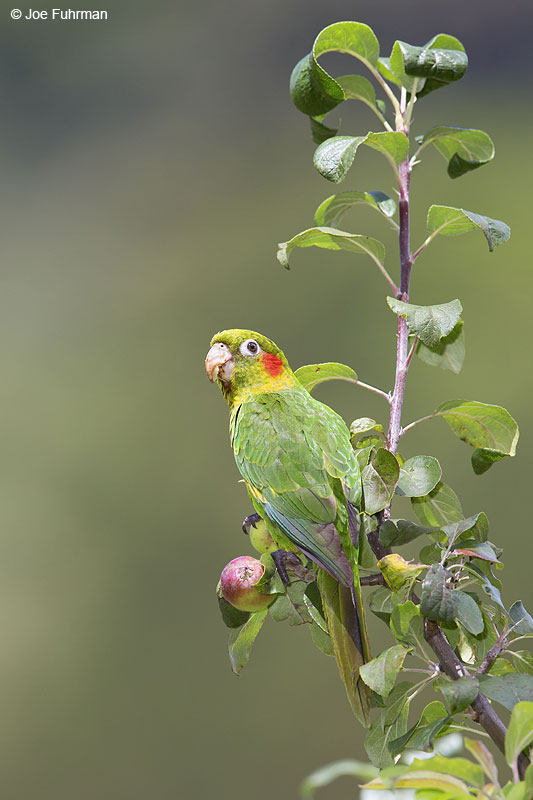 Sulphur-winged Parakeet Parque Nacional Los Quetzales, Costa Rica   Jan. 2014