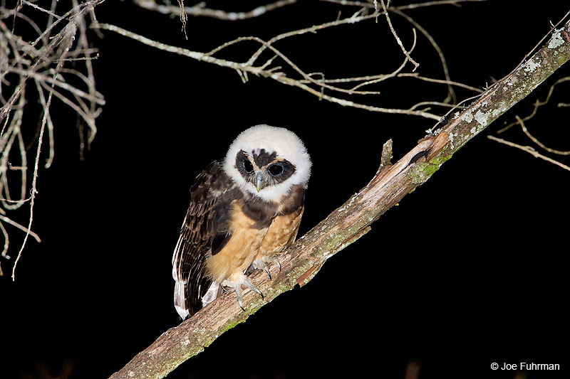 Tawny-browed Owl juv. Itatiaia N.P.  BRZ March 2008 c. Joe Fuhrman