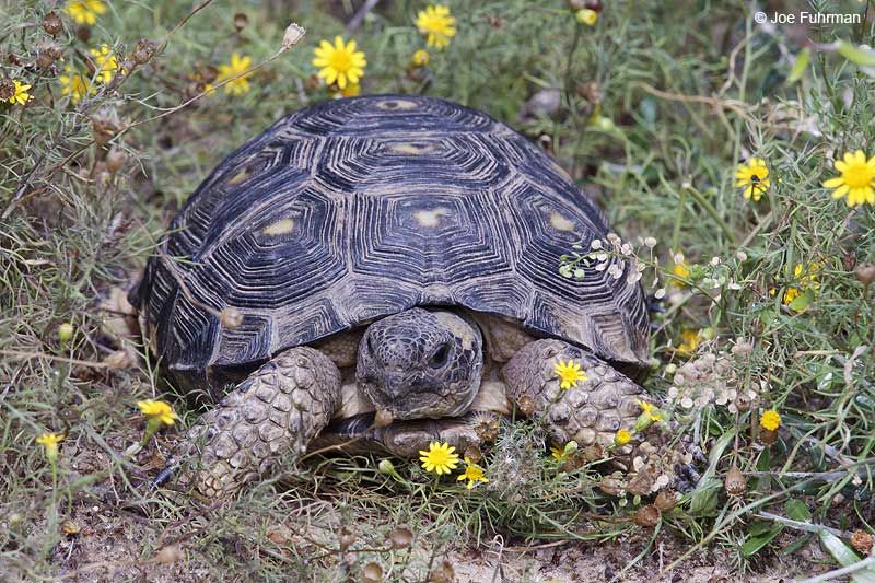 Texas TortoiseStarr Co., TX    April 2012