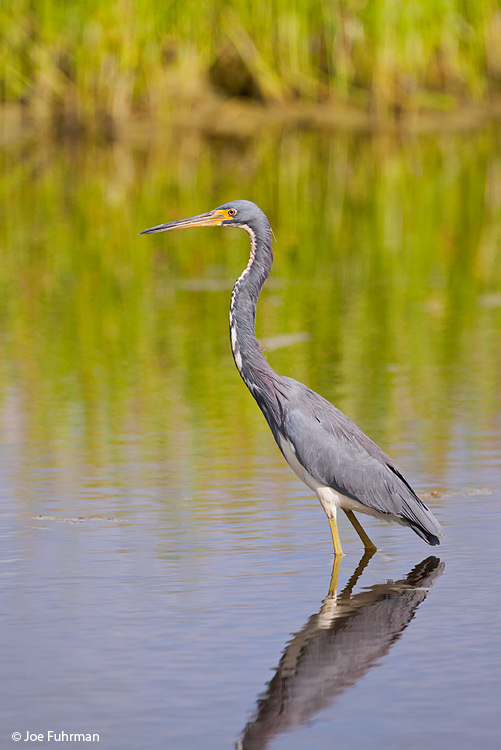 Tricolored Heron Palm Beach Co., FL October 2009