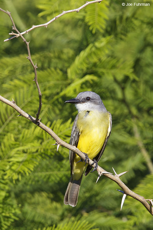 Thick-billed Kingbird Nay., Mexico Dec. 2013