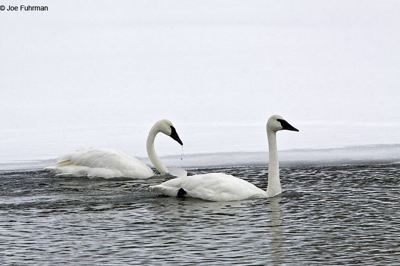 Trumpeter Swan Yellowstone National Park, WY   February 2010