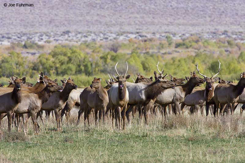 Tule Elk     Inyo Co., CA   October 2006