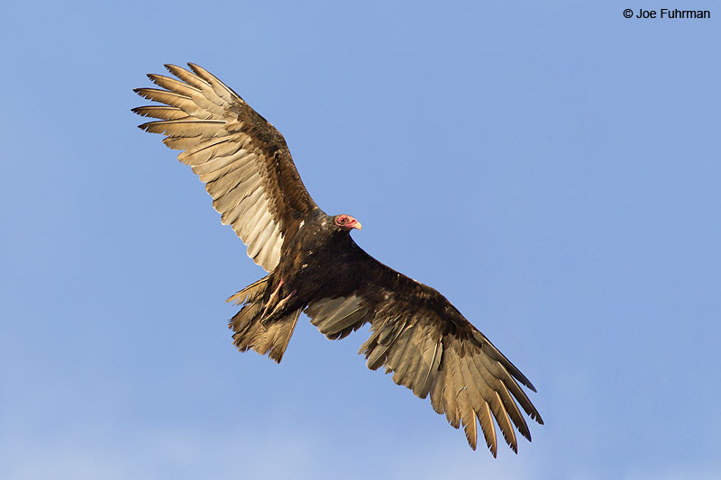 Turkey Vulture Islas Marietas, Nay., Mexico Dec. 2013