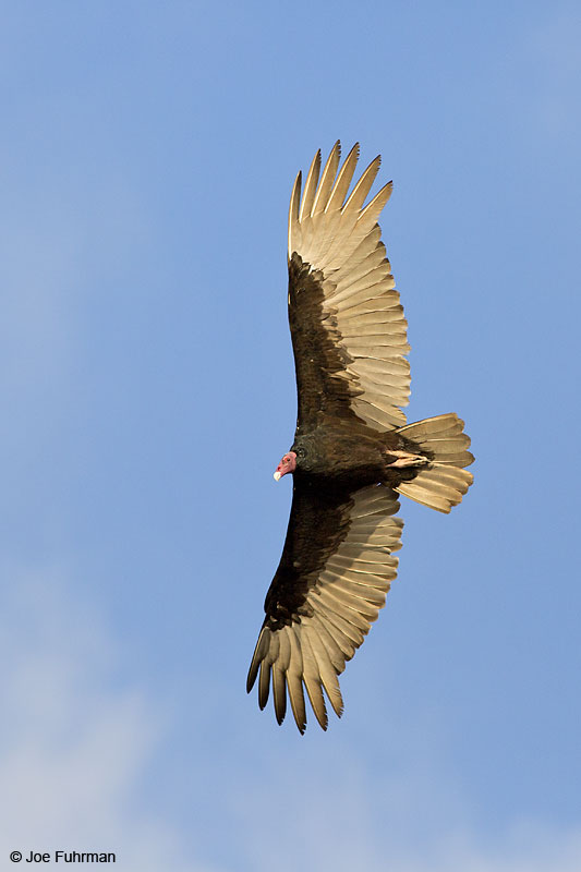Turkey Vulture Islas Marietas, Nay., Mexico Dec. 2013