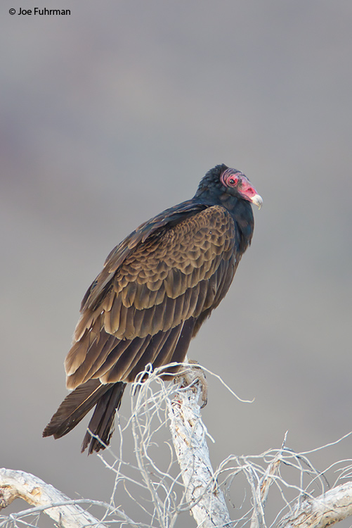 Turkey Vulture Riverside Co., CA April 2009