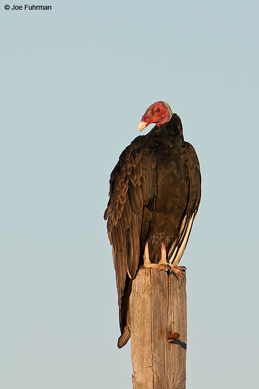 Turkey Vulture Miranda, MS Brazil March 2008