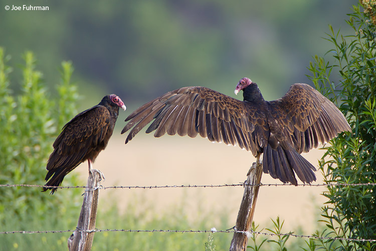 Turkey Vulture Kern Co., CA June 2006