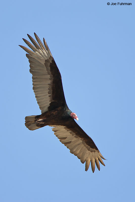 Turkey Vulture Riverside Co., CA April 2008